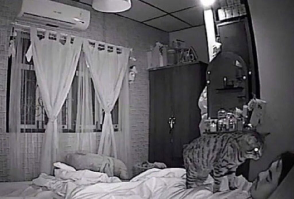 gatto telecamera notturna
