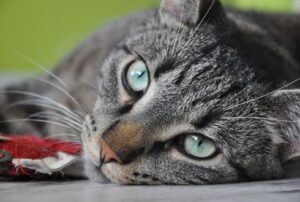 8 foto di gatti che chiariranno ogni vostro dubbio sulle adozioni