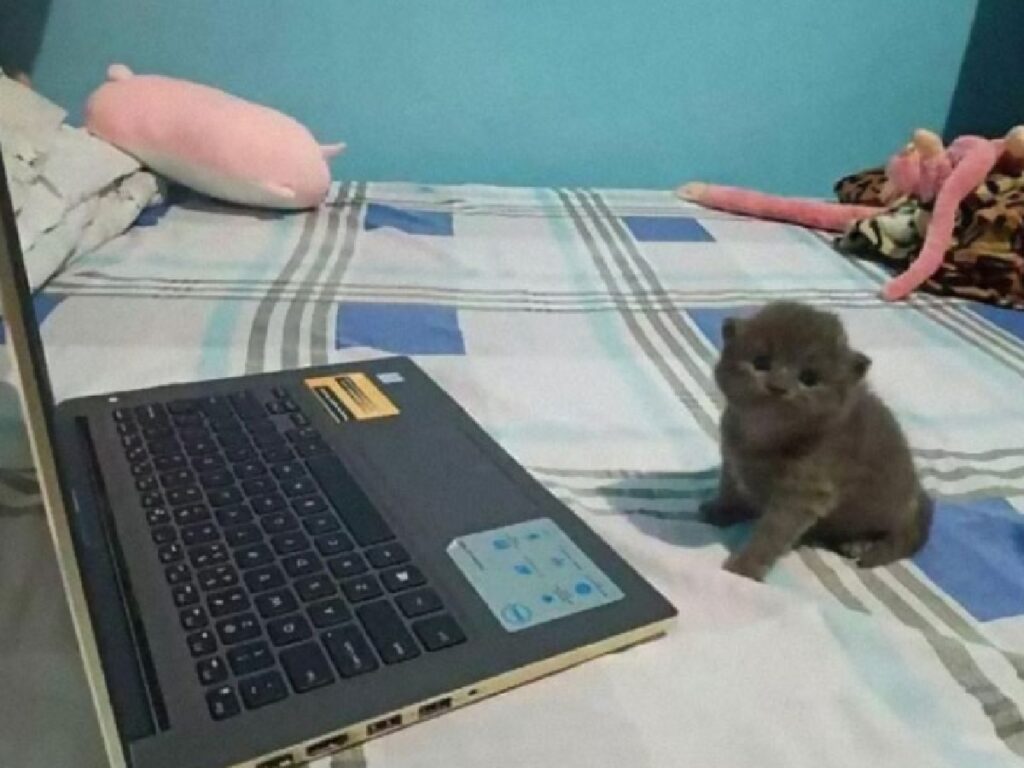 gattino computer visione