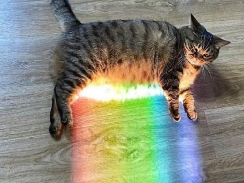 gatto illumina pavimento arcobaleno