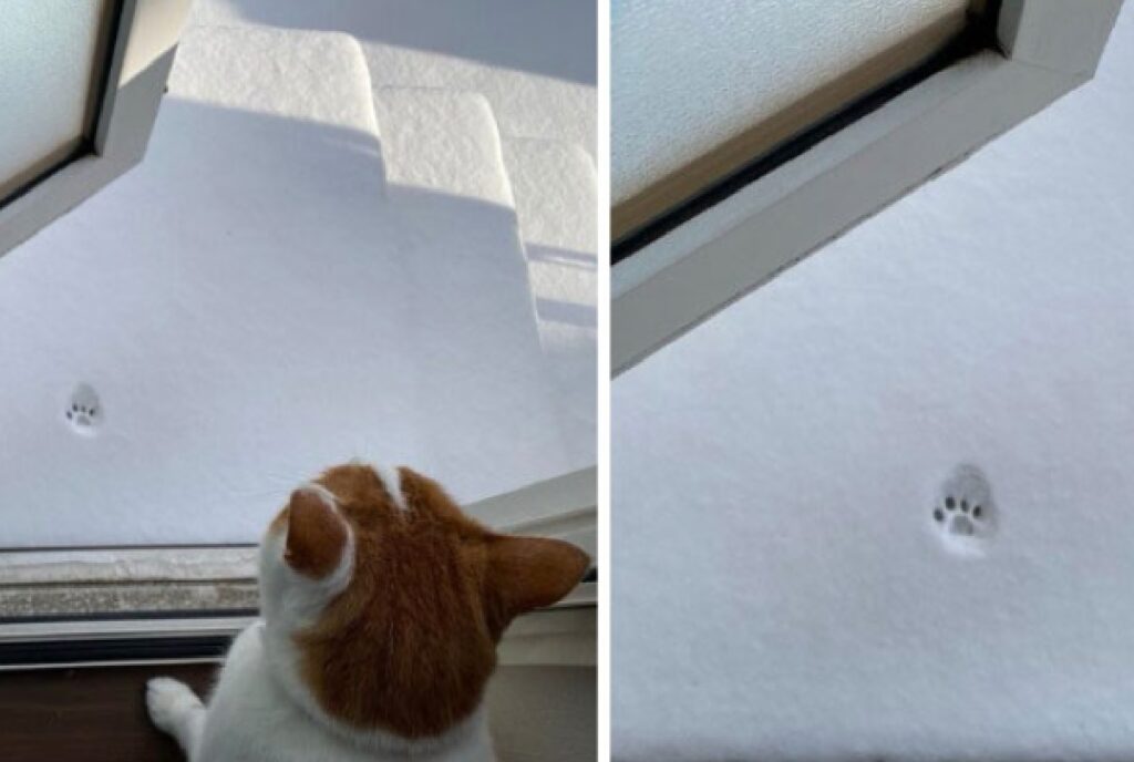 gatto zampetta sulla neve fresca