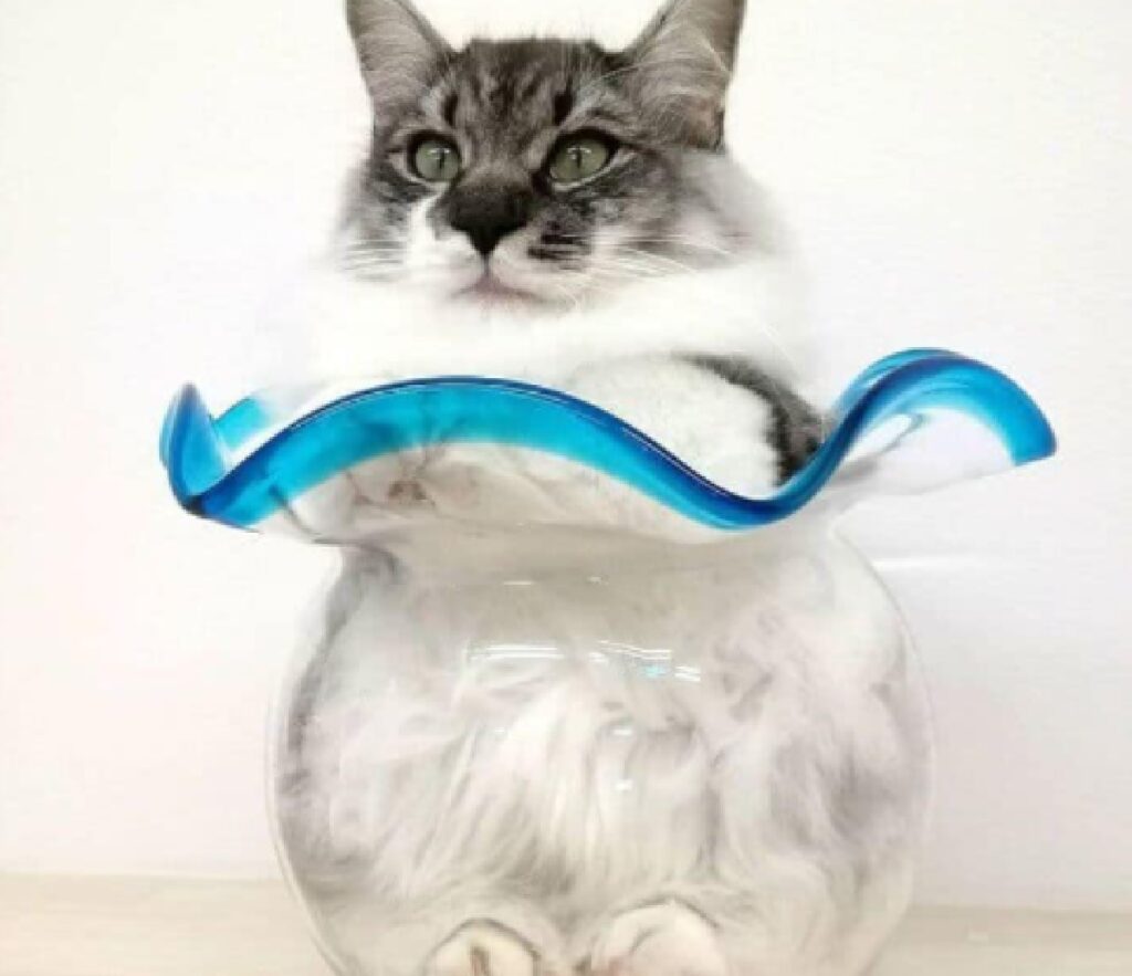 gatto bianco si intrufola dentro vaso