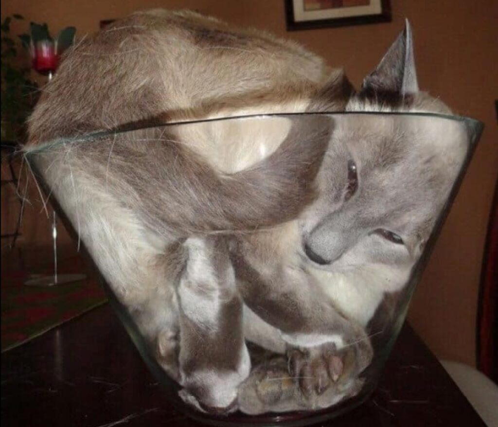 gatto scomposto dentro vaso