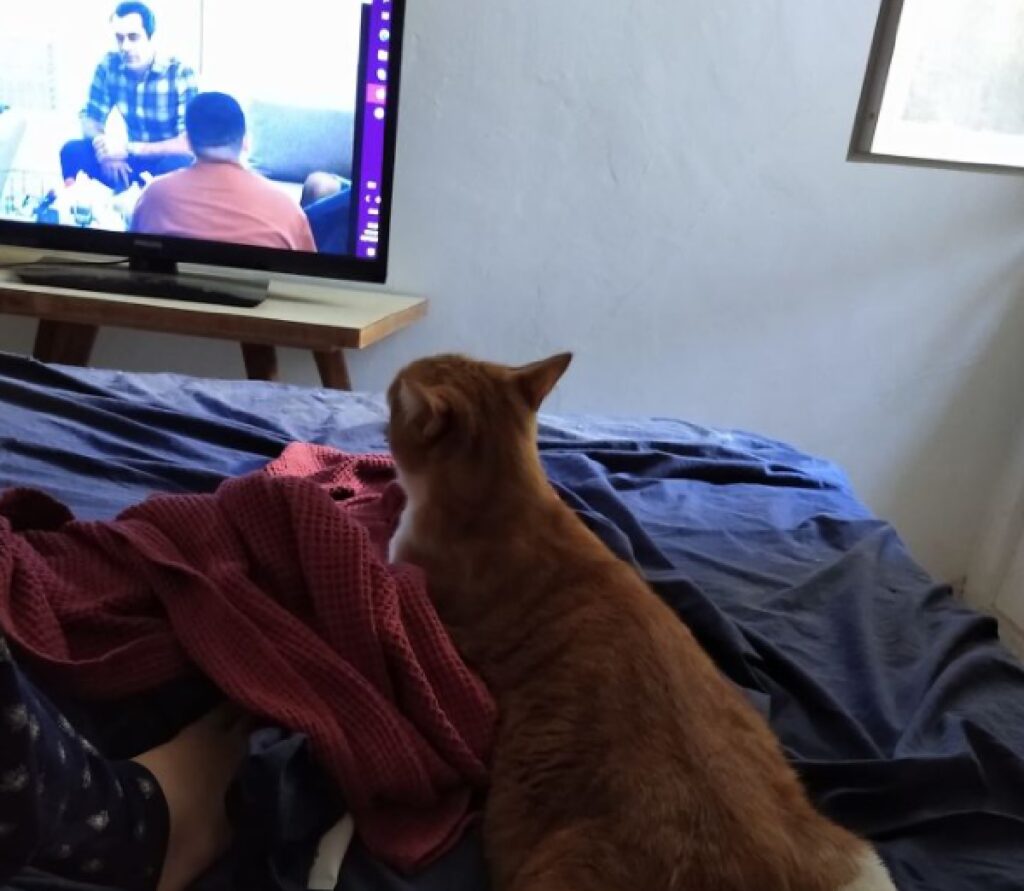 gatto rosso su coperte 