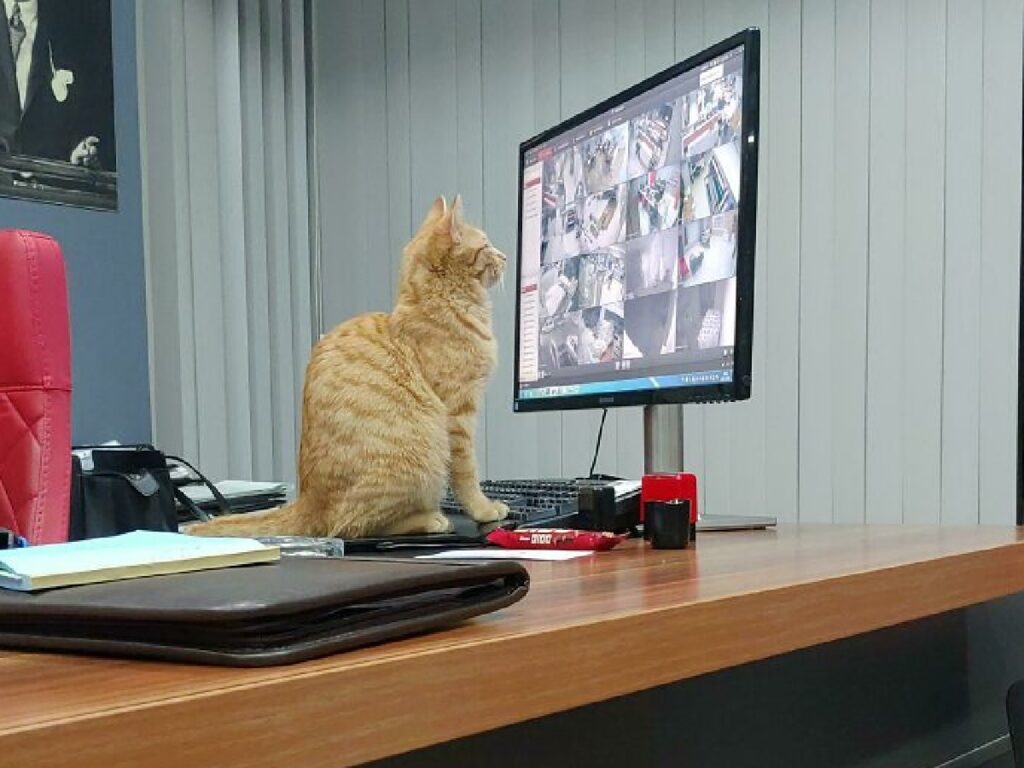 gatto supervisione telecamere