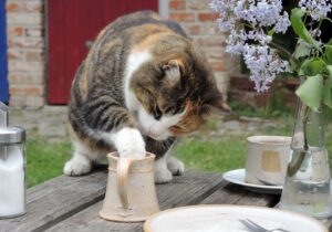 8 foto di gatti che entrano per la prima volta nel mondo del lavoro