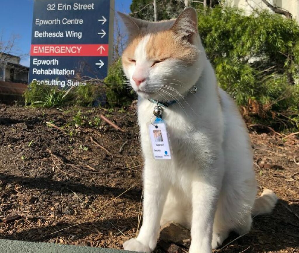 gatto addetto ospedale