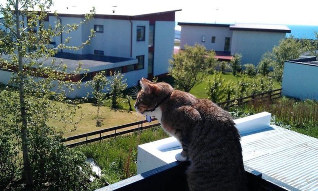 micio balcone guarda