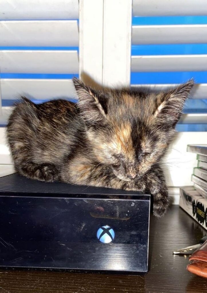 gattino consolle videogame