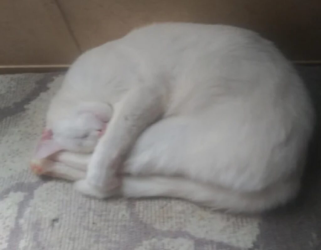 gatto bianco posizione riposino