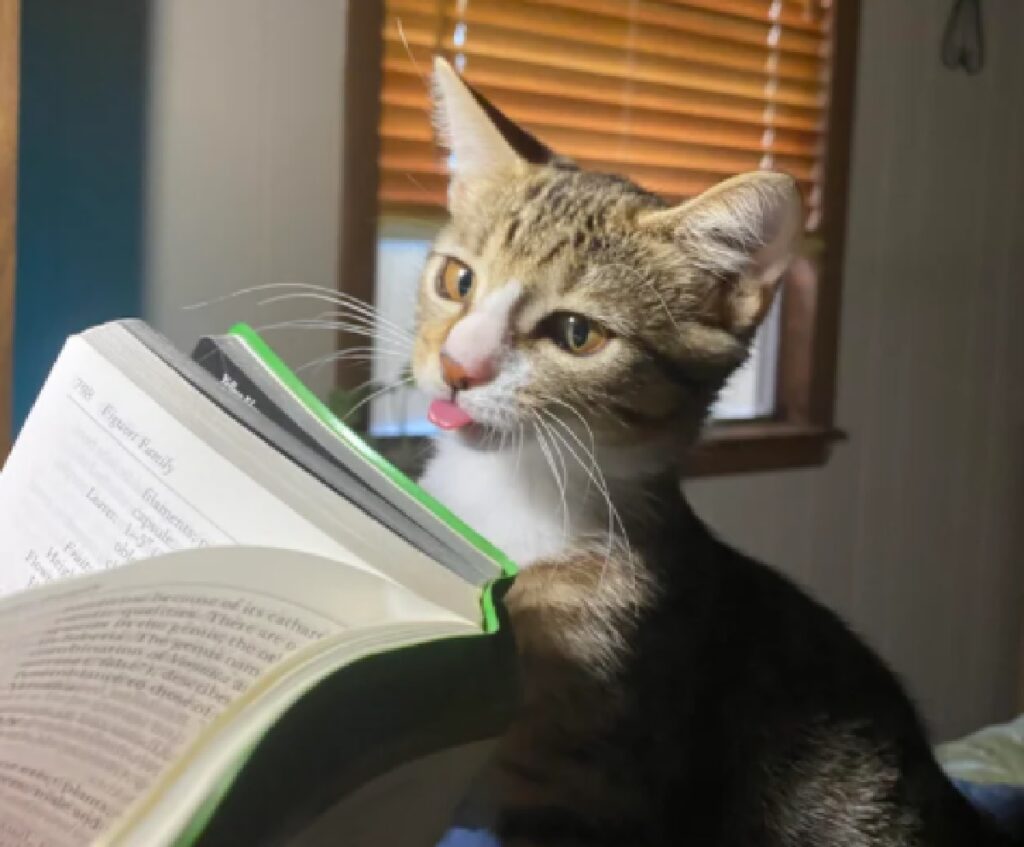 gatto tira fuori lingua davanti libro