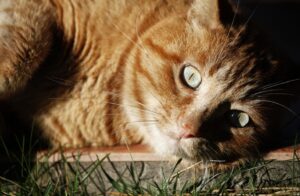 8 foto di gatti che hanno spaventato i proprietari con i loro comportamenti “inusuali”