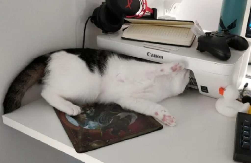 gatto ingegno ripara stampante