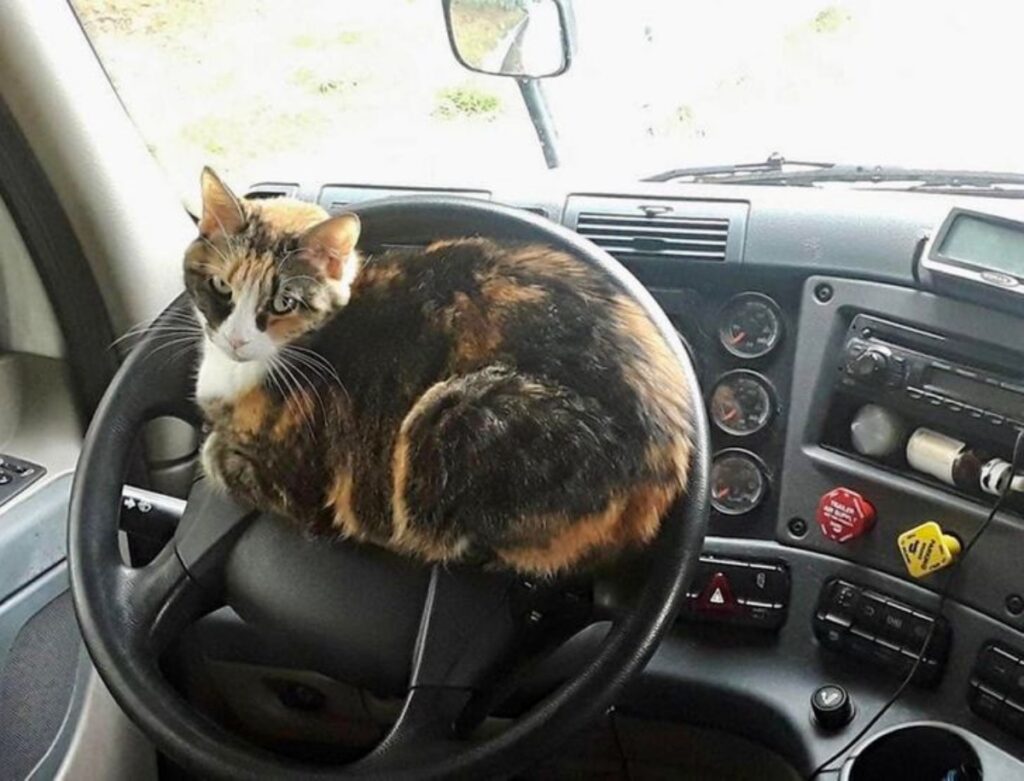 gatto volante camion