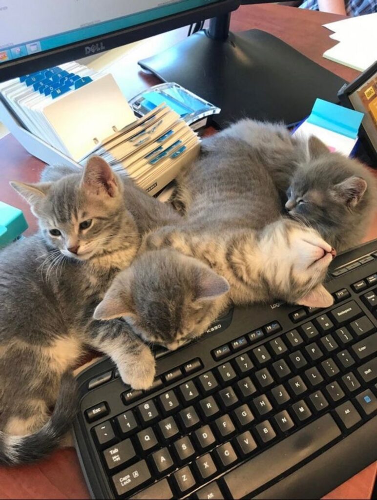 gatti tastiera pulsanti