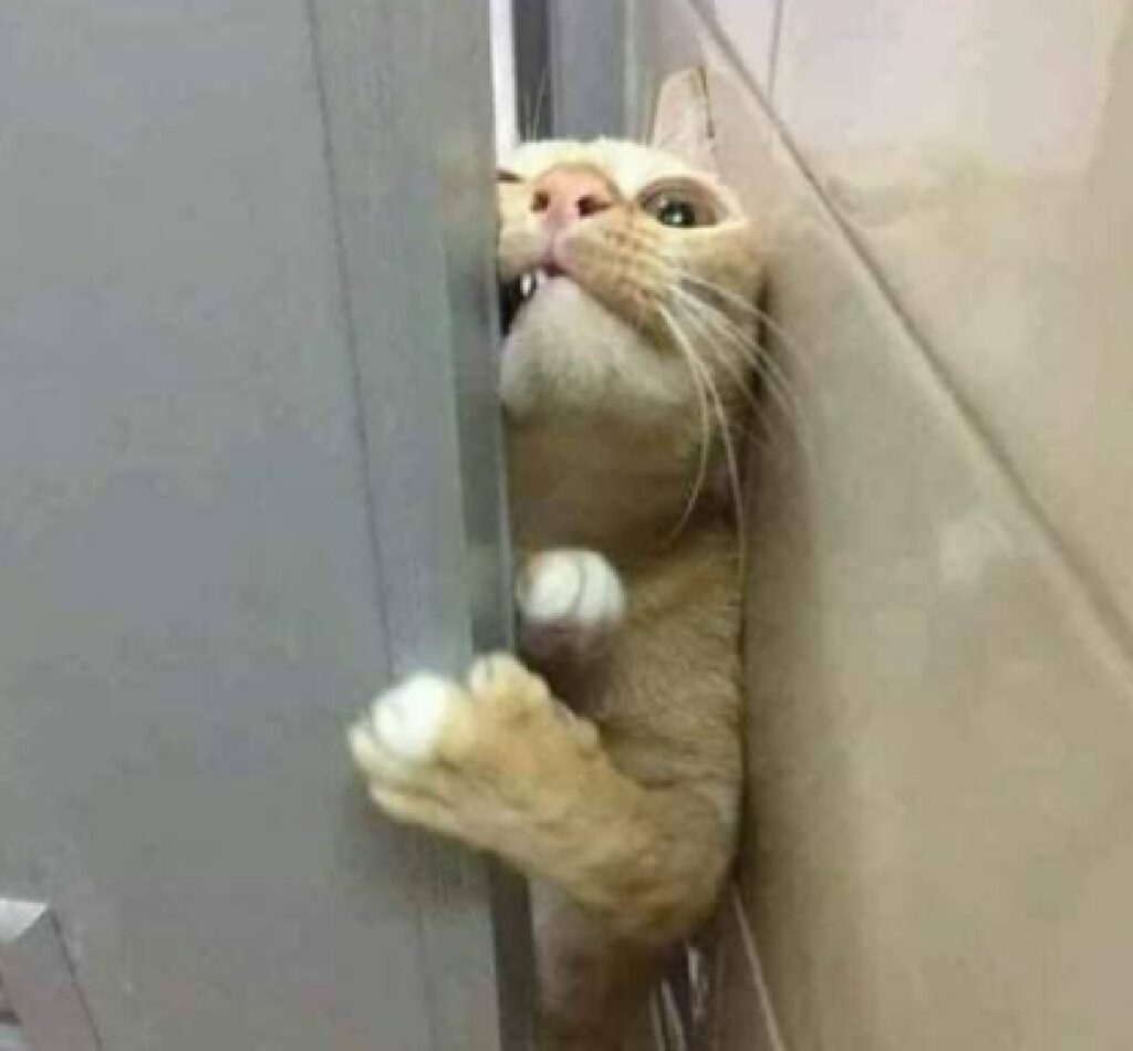 gatto forza porta bagno