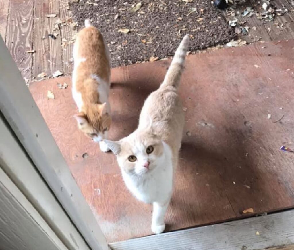coppia gatti fuori casa