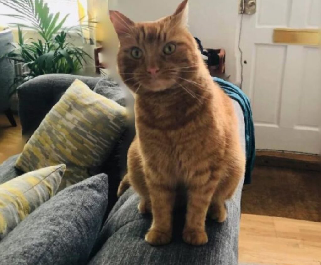 gatto rosso sul divano di casa