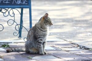 8 foto di gatti che rifiutano le comodità di casa cercando ospitalità altrove