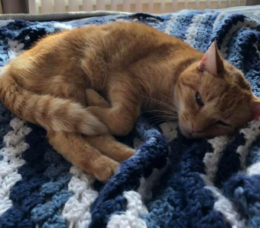 gatto dorme beatamente sul letto