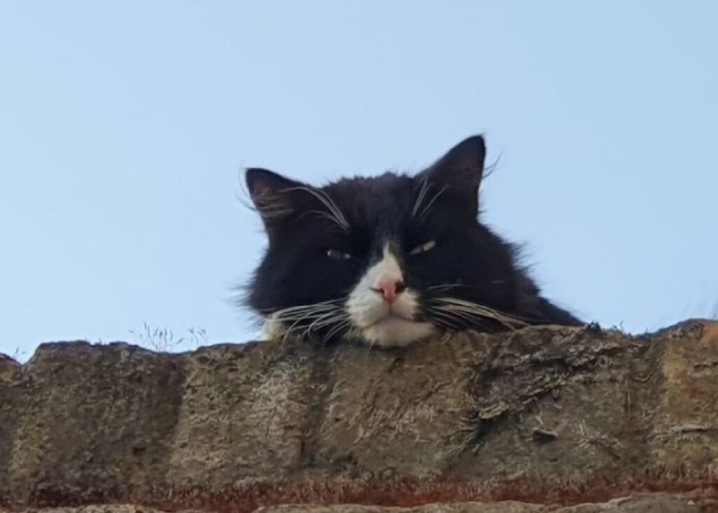 gatto bianco nero osserva