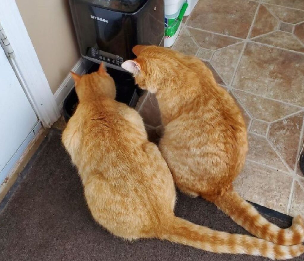 coppia di gatti dentro casa