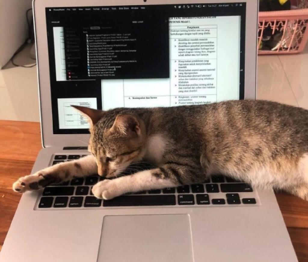 gatto sul laptop di ragazza