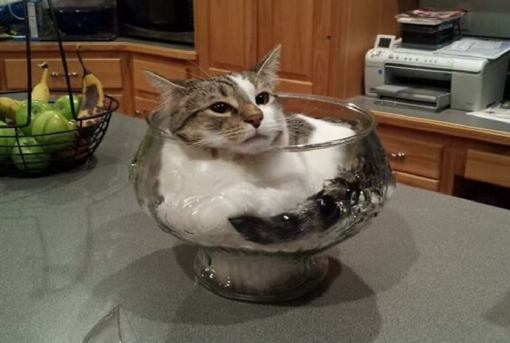 gatto dentro vasca vetro