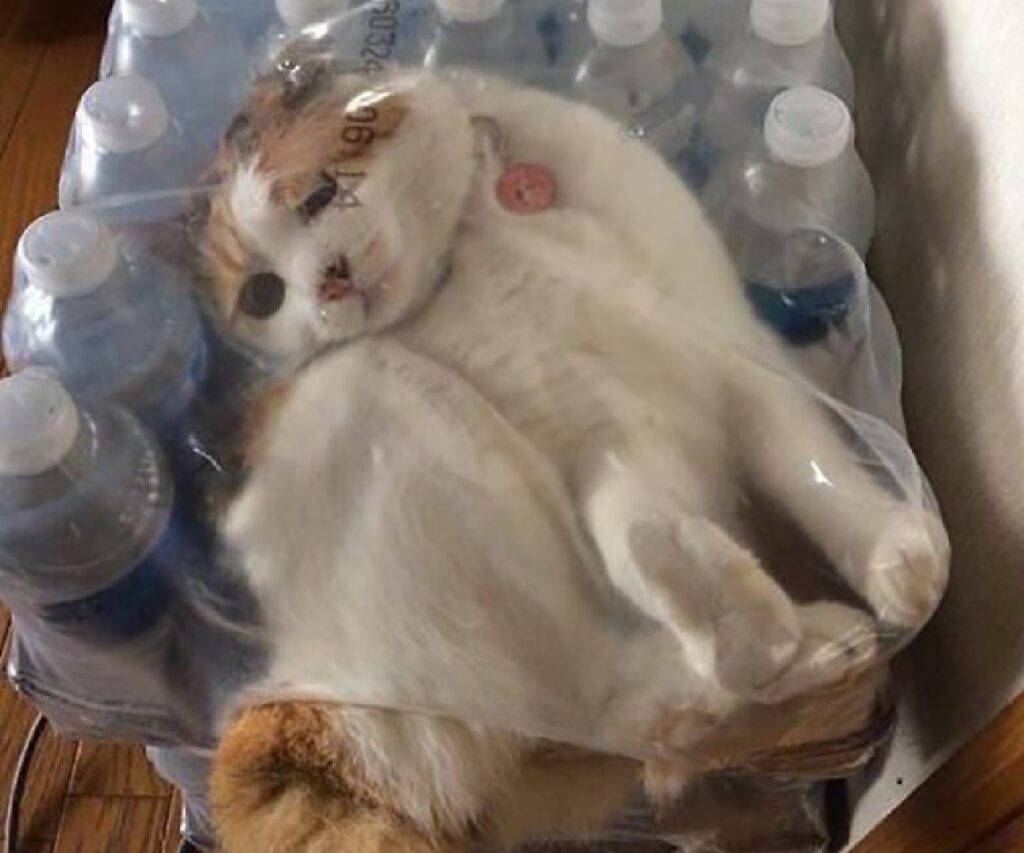 gatto busta acqua
