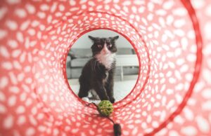 8 foto di gatti che se non compiono una singola “stranezza” al giorno non sono contenti