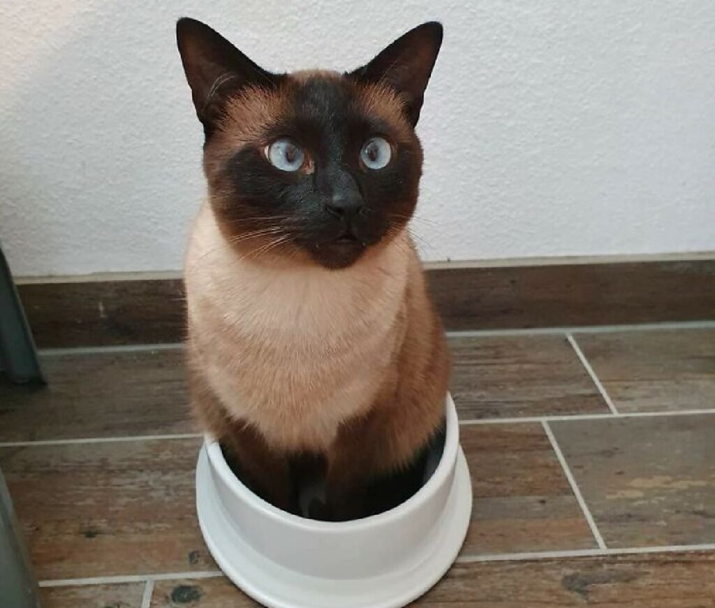 gatto siamese dentro ciotola