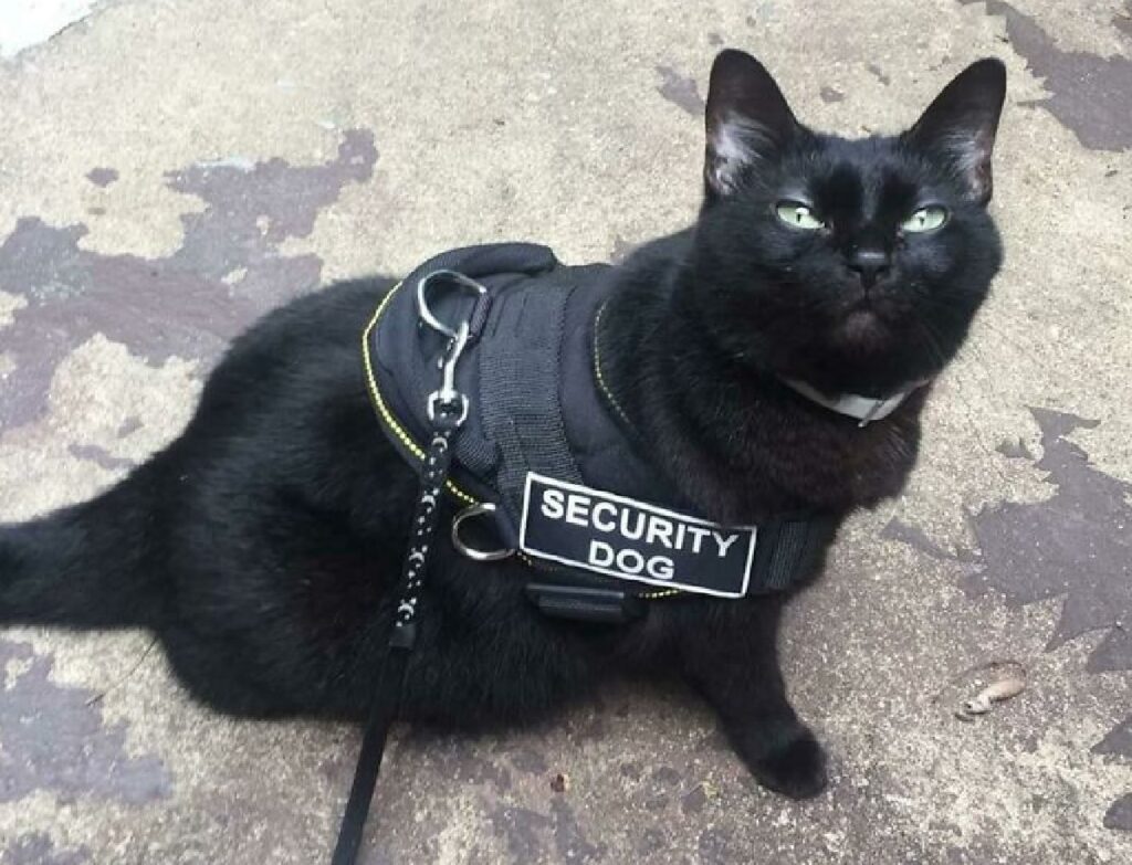 gatto sicurezza polizia