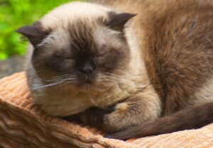 8 foto di gatti che si guadagnano da vivere grazie a lavori soddisfacenti