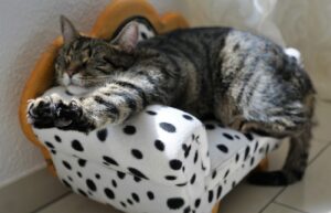 8 foto di gatti che si rilassano in luoghi sconsigliati e in situazioni decisamente “poco adatte”