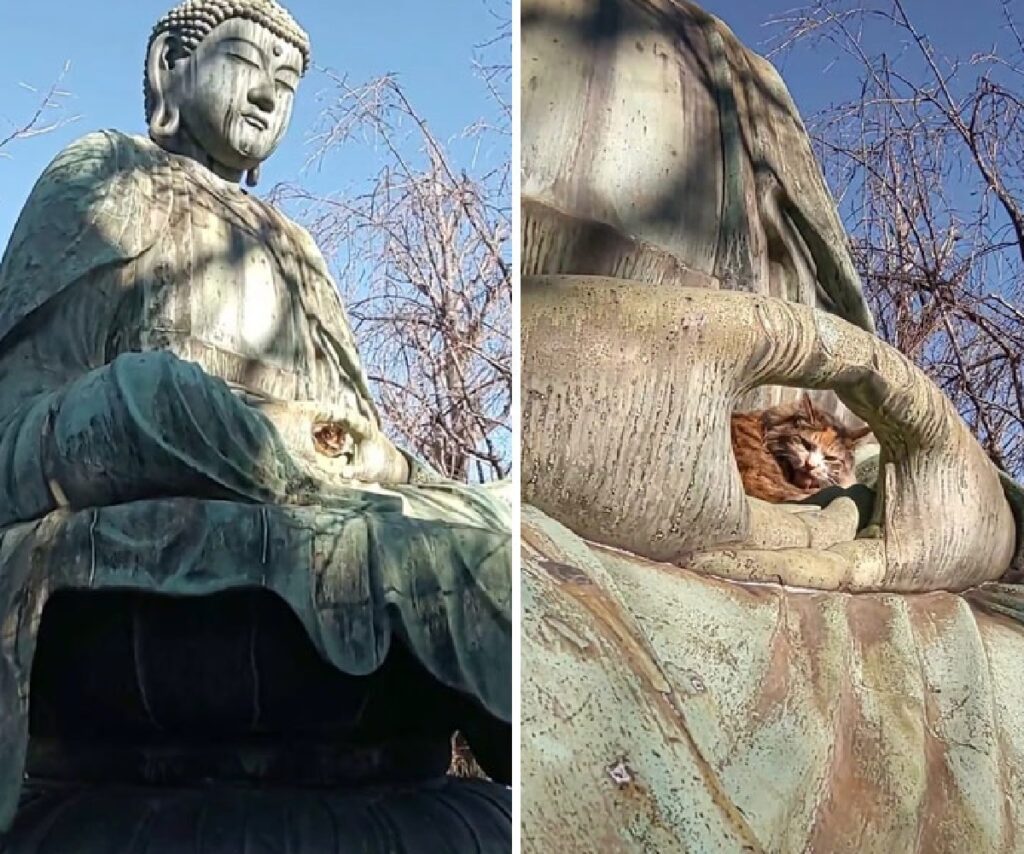 gatto al centro della statua