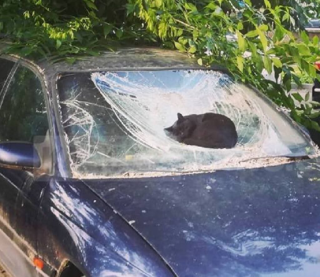 gatto sopra auto distrutta