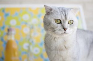 8 foto di gatti che vivono ignorando qualsiasi regola umana