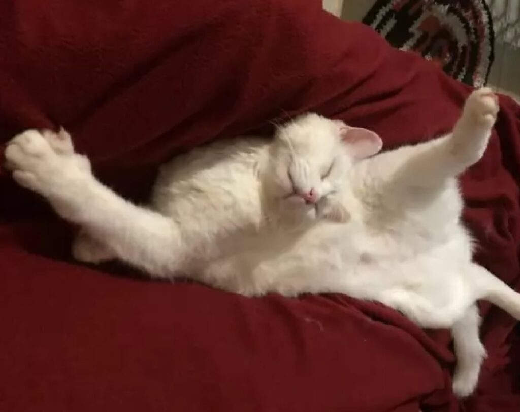 gatto posizione storta su divano