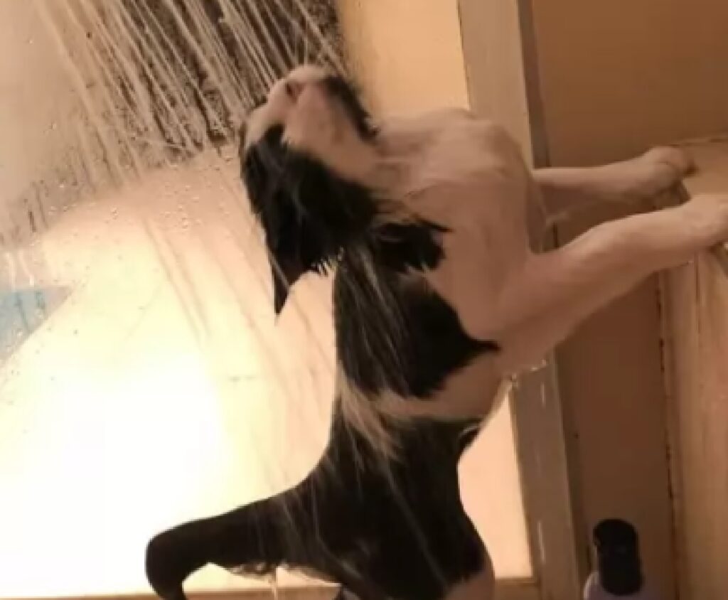 gatto adora fare doccia