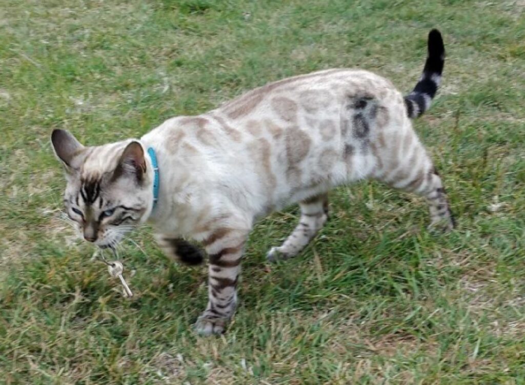 gatto ruba chiavi a qualcuno