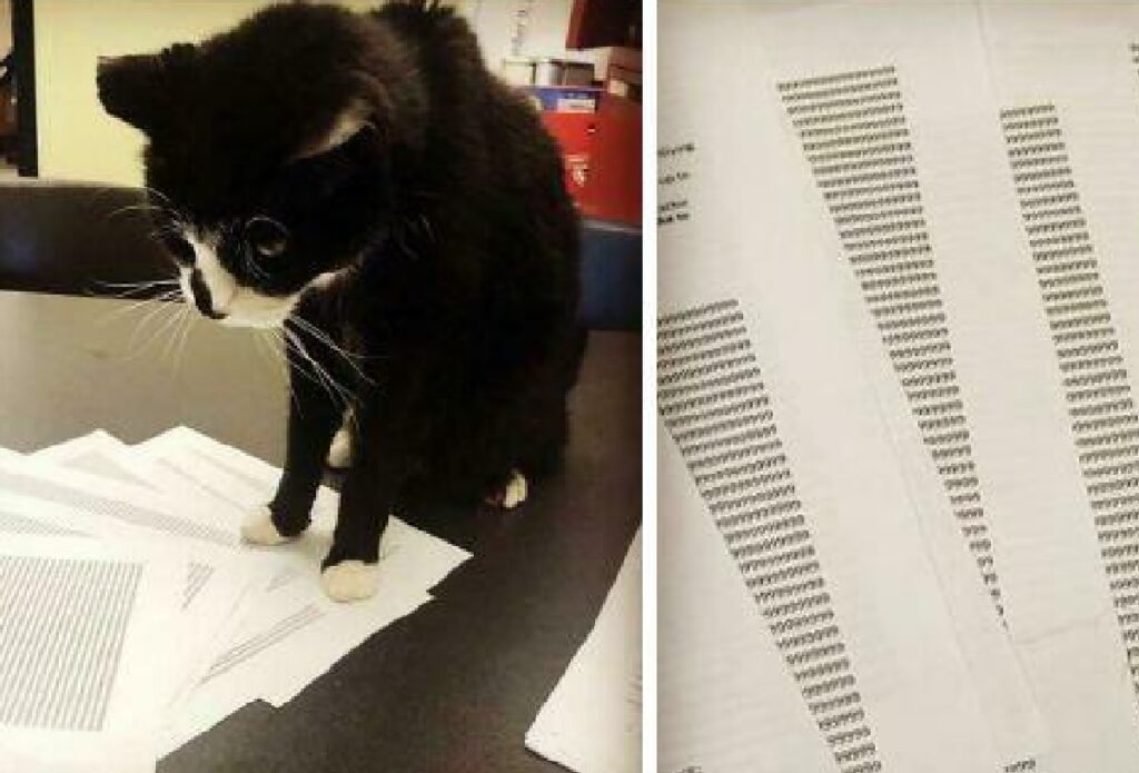 gatto nero stampa alcuni fogli