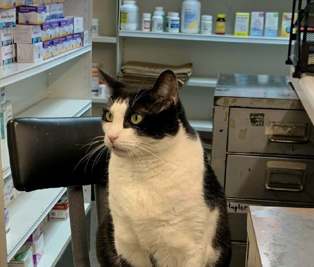 gatto tuxedo è in farmacia