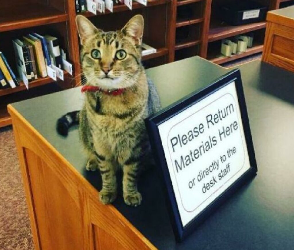 gatto custode materiale