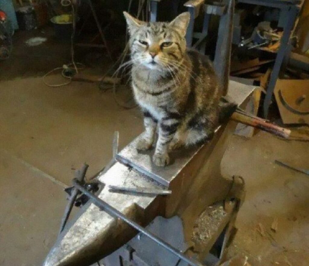 gatto lavora dal ferramenta