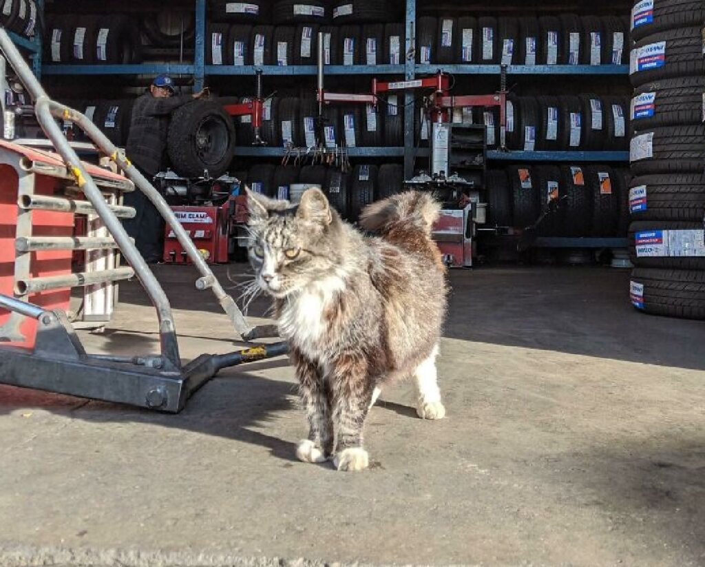 gatto gommista lavoro 