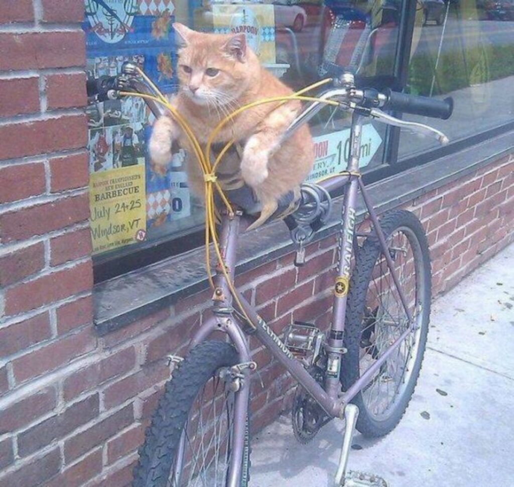 gatto bici buffo