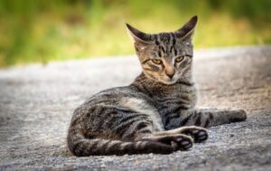 8 foto di gatti contro ogni tipo di logica