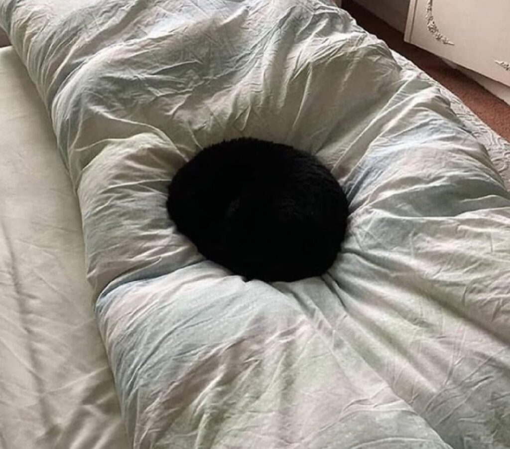 gatto buco nero su letto