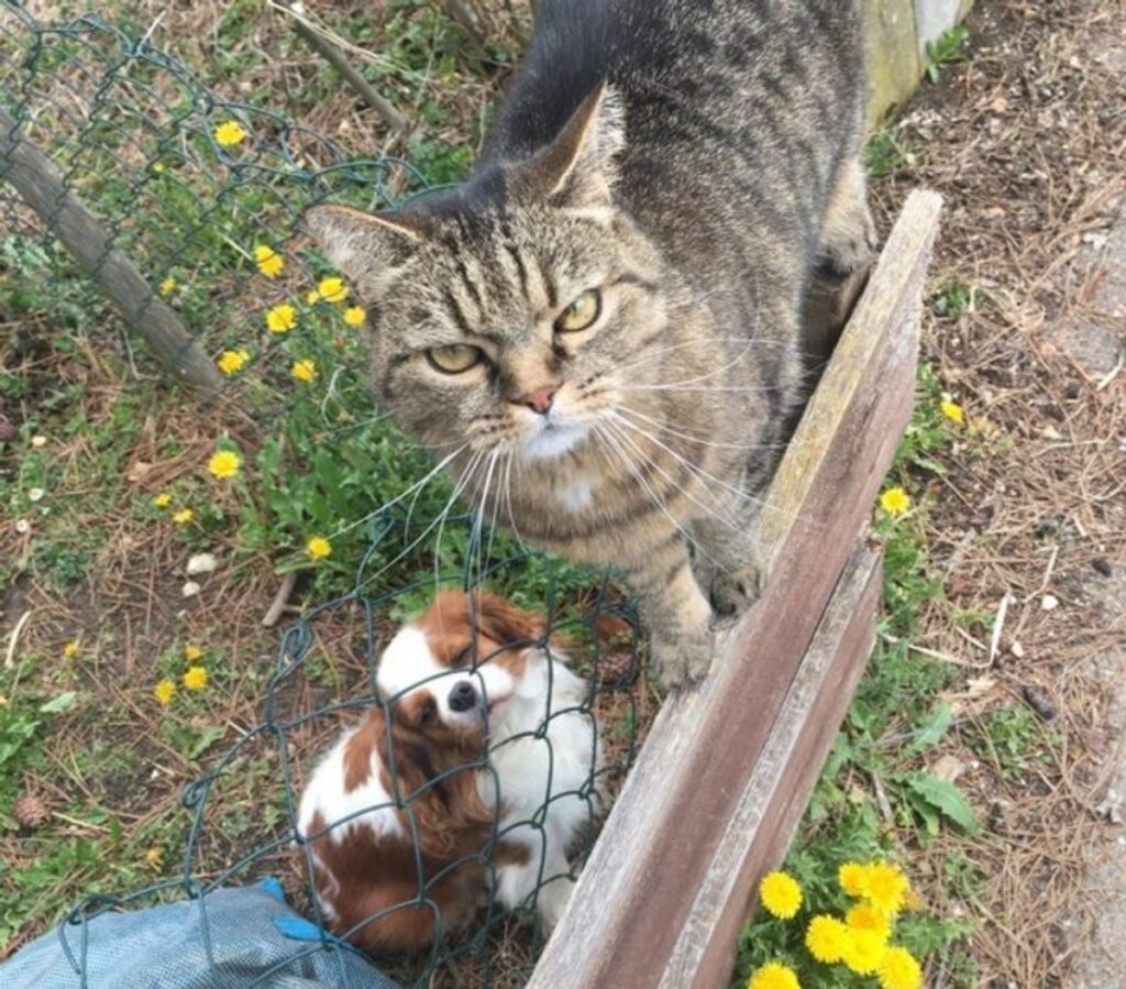 felino sguardo buffo