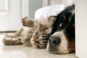 8 foto di gatti e cani che smentiranno qualsiasi stereotipo